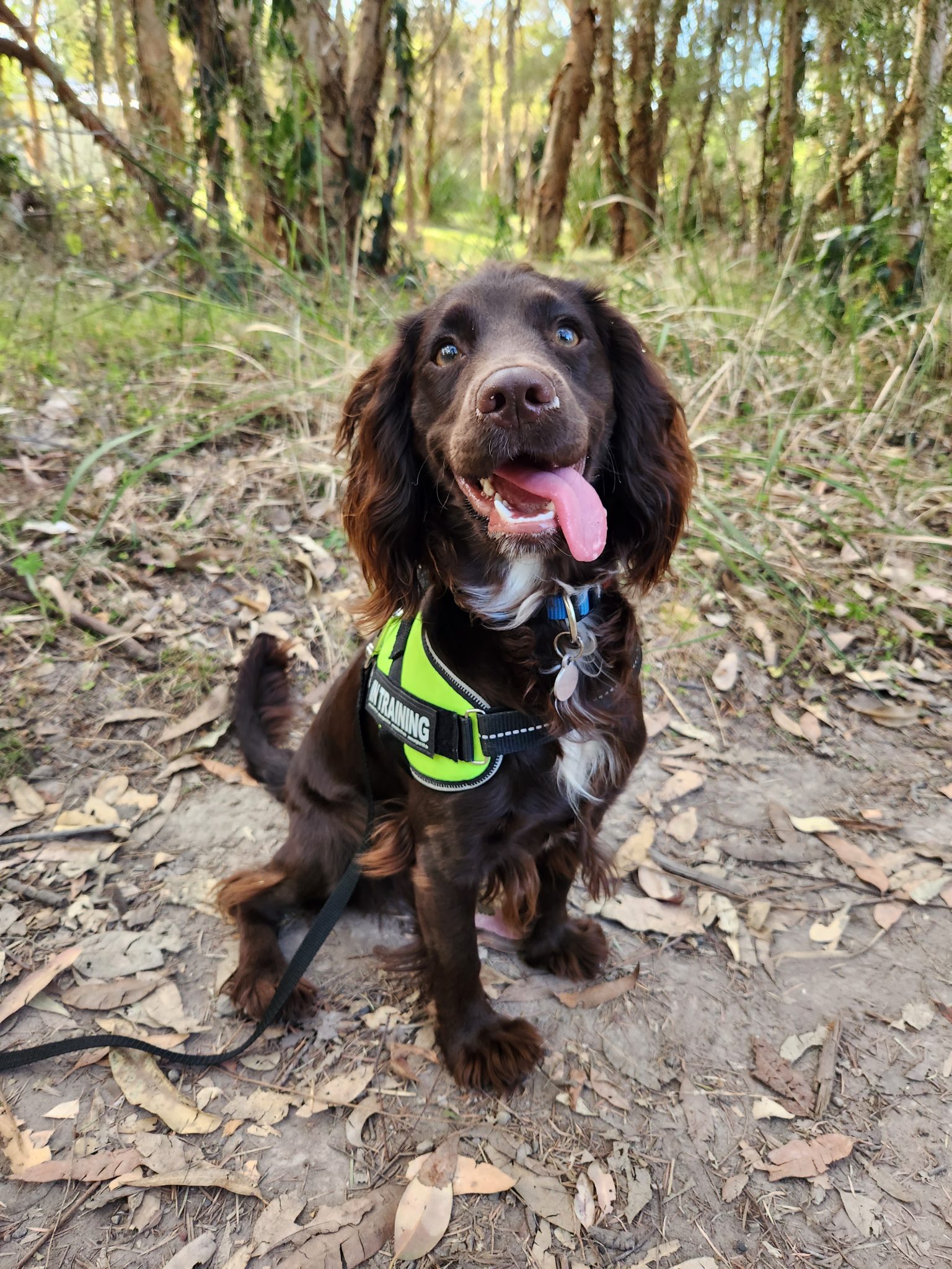 Indago environmental Daisy