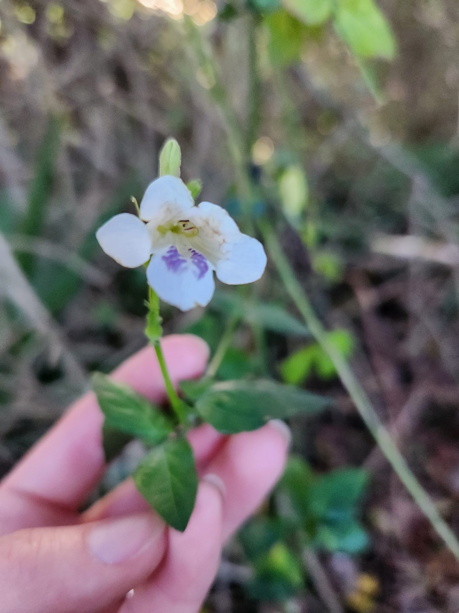 Invasive species detection