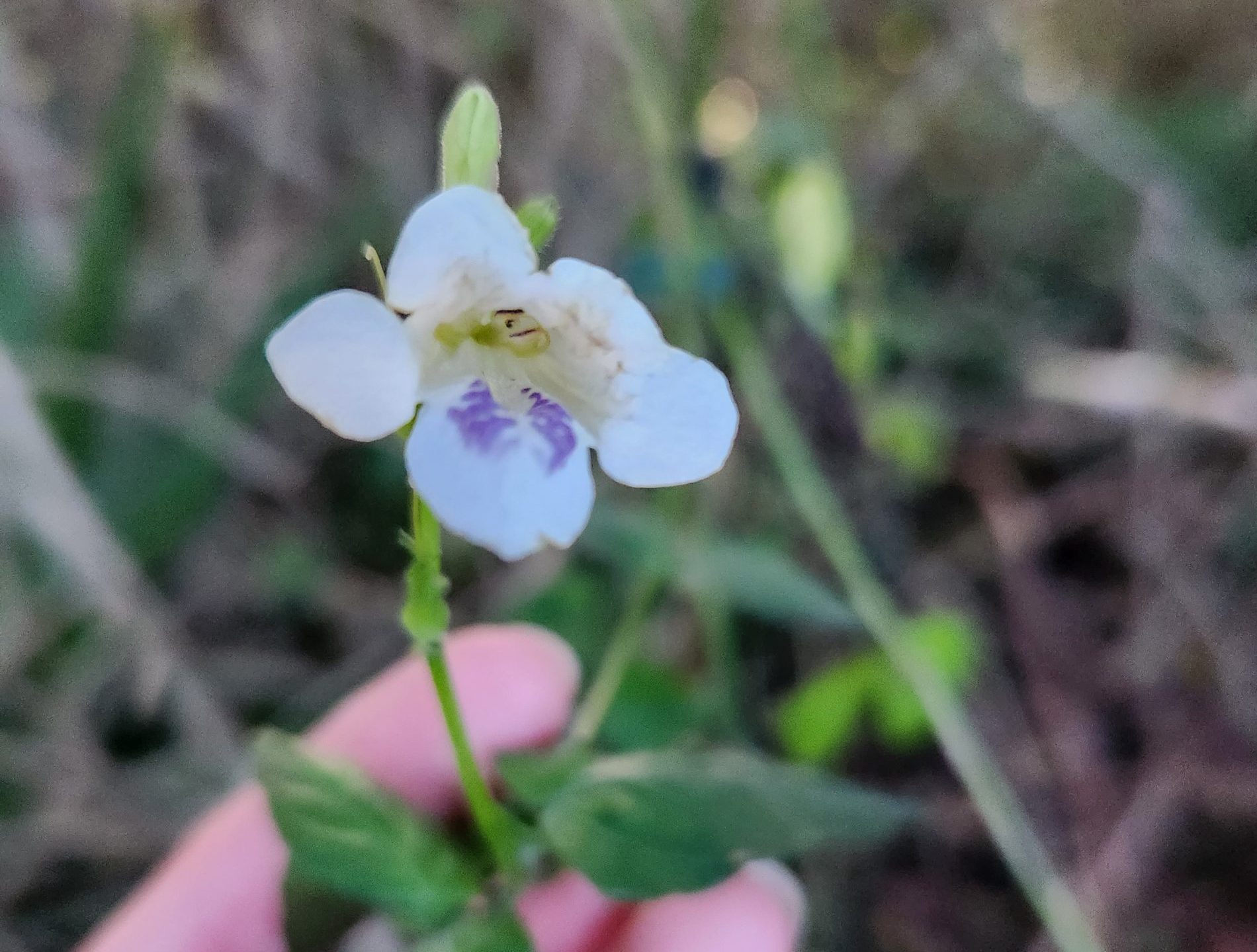 Invasive species detection